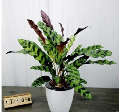 花中·漫舞 手植一款豹纹情书
